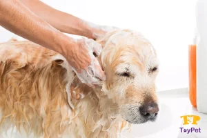 The best dog shampoo